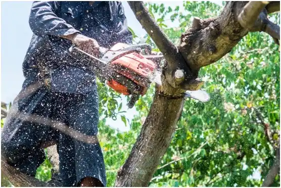 tree services Rogersville